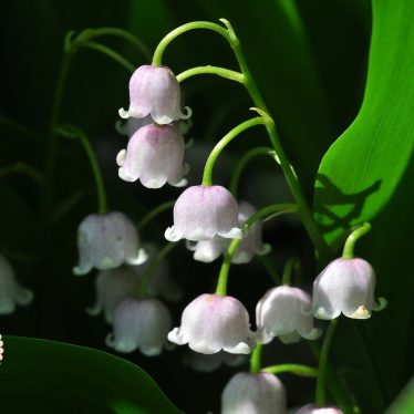 <h3>Un brin de Muguet</h3><h4>Avec Tous les Bonheurs</h4>